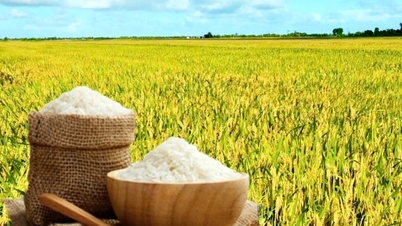 Rice price today November 26: Rice stable, fresh rice price stable