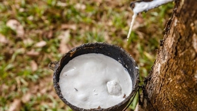 ربڑ کی قیمت آج 26 نومبر 2025: ملکی قیمت میں اضافہ، عالمی قیمت میں کمی