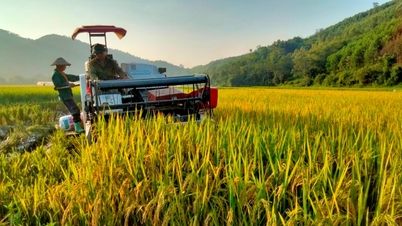 ລາຄາເຂົ້າມື້ນີ້ ວັນທີ 26 ພະຈິກ 2025 ເພີ່ມຂຶ້ນເລັກນ້ອຍ, ຕະຫຼາດເຂົ້າຍັງຄົງທີ່ຢູ່ເຂດທົ່ງພຽງແມ່ນ້ຳຂອງ