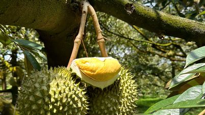 Der Durianpreis ist heute, am 26. November 2025, stark angestiegen und hat einen Höchststand von 125.000 VND/kg erreicht.