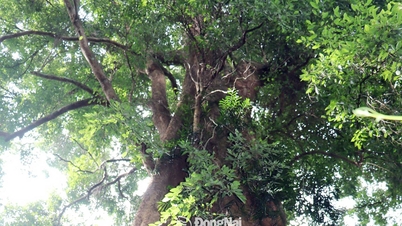 میراث منطقه جنگی و مقصد سبز تان لوی