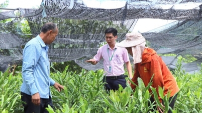 Οι «πράσινοι πνεύμονες» δημιουργούν έσοδα για την εξάλειψη της φτώχειας