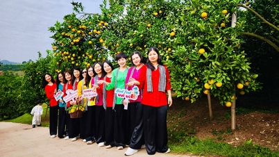 Bac Ninh៖ រដូវផ្លែឈើផ្អែមទាក់ទាញភ្ញៀវមកពីគ្រប់ទិសទី