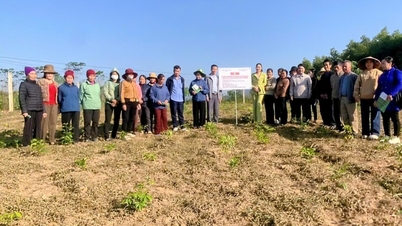 ヌーケ村の薬用植物栽培モデル「キャット・サム」の概要