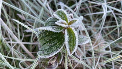 សាយសត្វ និងព្រិលលេចឡើងនៅតំបន់ខ្ពង់រាប Lao Cai