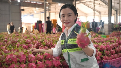 ផ្លែស្រកានាគ Lam Dong មានគោលបំណងកាត់បន្ថយការបំភាយឧស្ម័ន