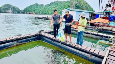 Выращивание групера в садках из полиэтилена высокой плотности соответствует стандартам VietGAP