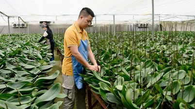Bac Ninh: Jardineiros cuidam das flores para celebrar o Tet (Ano Novo Lunar).