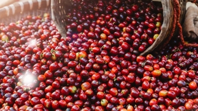 Мировые цены на кофе резко выросли на фоне опасений по поводу сокращения поставок