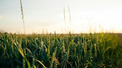 Le Royaume-Uni adopte la loi sur le génie génétique et la reproduction de précision
