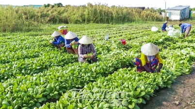 Süpermarketlere temiz sebzeler getirin