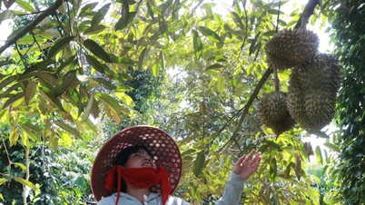 Phát huy vai trò của Hợp tác xã trong ứng dụng khoa học, công nghệ tại vùng đồng bào dân tộc thiểu số