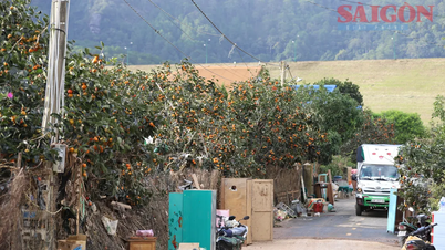 홍수 이후 드란은 점차 부활했다