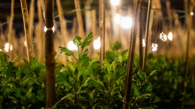 টেট ফুলের ফসলের যত্ন নেওয়ার জন্য দা নাংয়ের কৃষকরা সারা রাত জেগে থাকেন