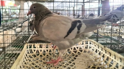 គំរូជីវសុវត្ថិភាពធម្មតានៃការចិញ្ចឹមព្រាបបារាំងនៅ My Lam