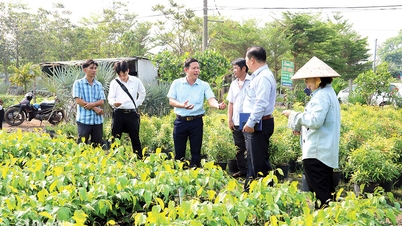 ڈونگ نائی کے امکانات اور فوائد کو فروغ دینے سے وابستہ اجتماعی اقتصادی تنظیموں کی ترقی کو ترجیح دیں۔