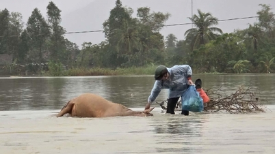 Reparer kanalene snarest og klargjør nok frø til å gjenopprette produksjonen.