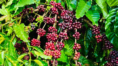 តម្លៃកាហ្វេបន្តធ្លាក់ចុះ ១.៥០០ដុង/គីឡូក្រាម