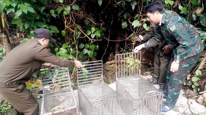 Lepaskan 19 haiwan liar ke dalam persekitaran semula jadi