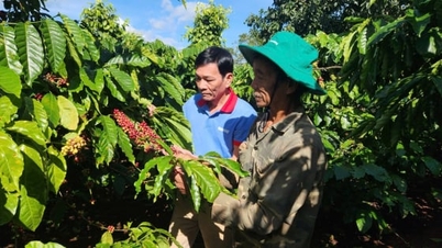 Gia Lai: Biologische koffie verhoogt exportniveau