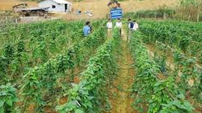 كاو بانج: العلم والتكنولوجيا والابتكار يخلقون زخمًا للتنمية الاجتماعية والاقتصادية