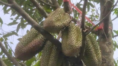 Η ποιοτική παραγωγή συμβαδίζει με τη διαφάνεια στην αγορά ντούριαν