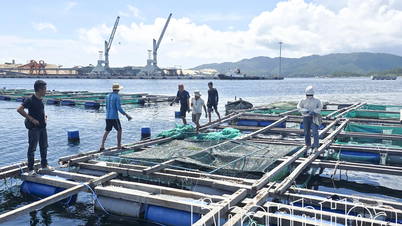 Dai Lanh Commune requires people not to stay in cages when there is an evacuation order.