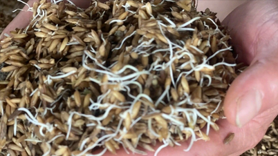 ຄວາມໂສກເສົ້າ: ເຂົ້າທີ່ພູອຽນແຕກງອກ ແລະ ເປັນແມ່ພິມ ຫຼັງຈາກນໍ້າຖ້ວມຄັ້ງປະຫວັດສາດ