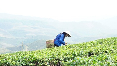 العلوم والتكنولوجيا: نواة التنمية الرائدة والحد من الفقر في لاي تشاو