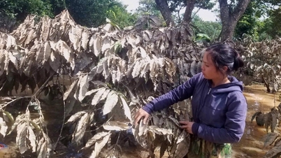 南中部および中央高地：113,900ヘクタール以上の農作物が被害を受けた