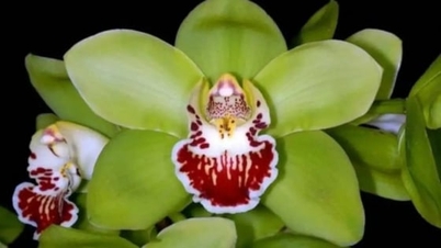 中国は組織培養を通じて多くのユニークな花の品種を作り出すことができる