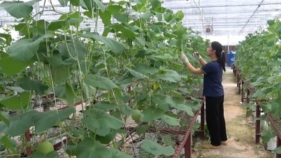 Hightechtoepassingen creëren nieuwe bestaansmiddelen voor boeren in Cao Bang