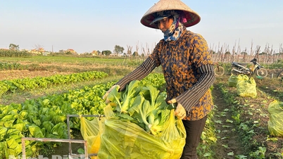 Μεθοδική επένδυση σε λαχανικά νωρίς το χειμώνα: Οι αγρότες «κερδίζουν πολλά»