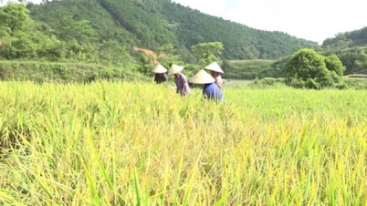 Tarım ve ormancılık: Thuy Hung'da yoksulluğun azaltılmasının itici gücü