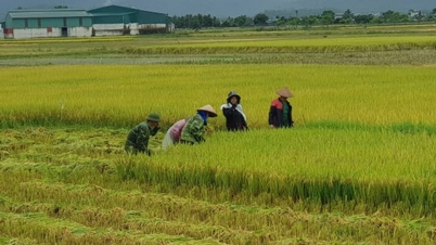 Dien Bien doğal afetlerin üstesinden geliyor ve tarımsal altyapıyı onarıyor
