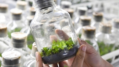 ベトナム人はテクノロジーを使って「貴族の花」を育て、1000平方メートルあたり10億ドンを稼ぐ