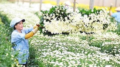 សេចក្តីប្រកាសទីក្រុងហាណូយ បើកកន្លែងឆ្លងព្រំដែនសម្រាប់ឧស្សាហកម្មដាំផ្កា និងលម្អ