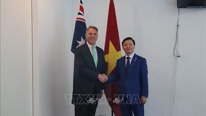 تقویت همکاری اساسی بین ویتنام - نیوزیلند، ویتنام - استرالیا