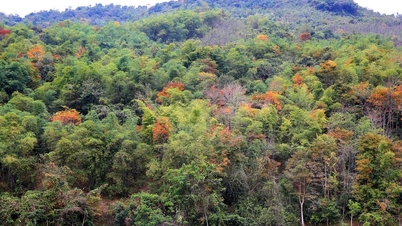 ង៉ែអាន៖ ប្រគល់ដីព្រៃជាង ២០០,០០០ ហិកតា ដល់គ្រួសារ និងសហគមន៍ ដើម្បីគ្រប់គ្រង