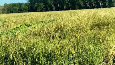 Stieng-folkets travle rishøstsesong i Long Ha