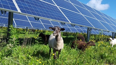 100 MW Solar Farm Combined with Sheep Farming: Sustainable Model Attracts Attention