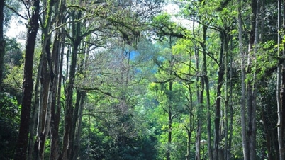 W Nghe An 38 400 właścicieli lasów „absorbuje” kredyty węglowe