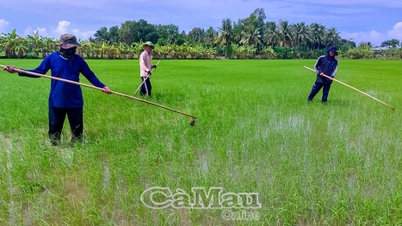 कम उत्सर्जन वाले चावल उत्पादन पर किसानों की प्रतिक्रिया