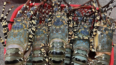 A China "adora" lagostas azuis, e o Vietnã fatura mais de 700 milhões de dólares.