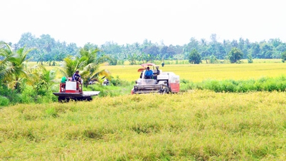 Kiváló minőségű, alacsony kibocsátású rizstermesztési modell