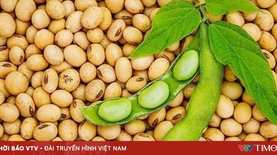 จีนเพิ่มการนำเข้าถั่วเหลืองจากสหรัฐฯ