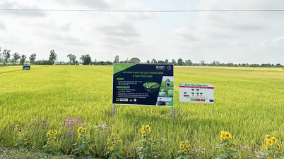 អភិវឌ្ឍកសិកម្មប្រកបដោយសុវត្ថិភាព និងនិរន្តរភាព