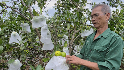 Application of IPHM on major crops