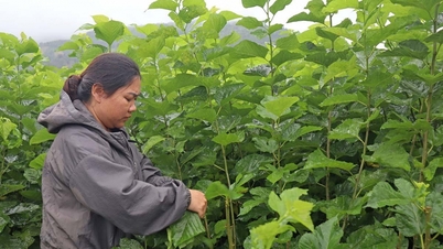 Culture du mûrier et élevage du ver à soie - Nouvelle orientation de développement pour les agriculteurs de Dak Phoi