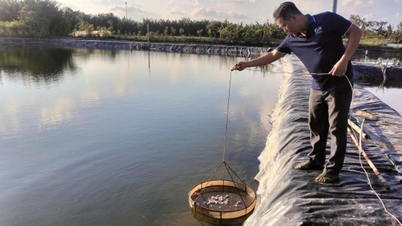 O setor de Agricultura e Meio Ambiente de Vinh Long estabelece uma meta de crescimento de 3,2%.